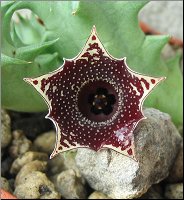 Huernia sp 3 bis